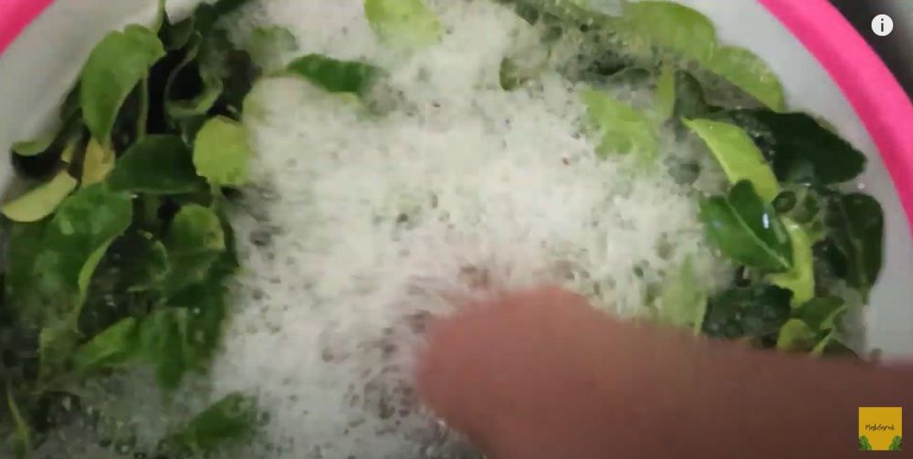 Jangan langsung dipakai, ini cara mencuci daun jeruk agar lebih higienis dan bebas pestisida