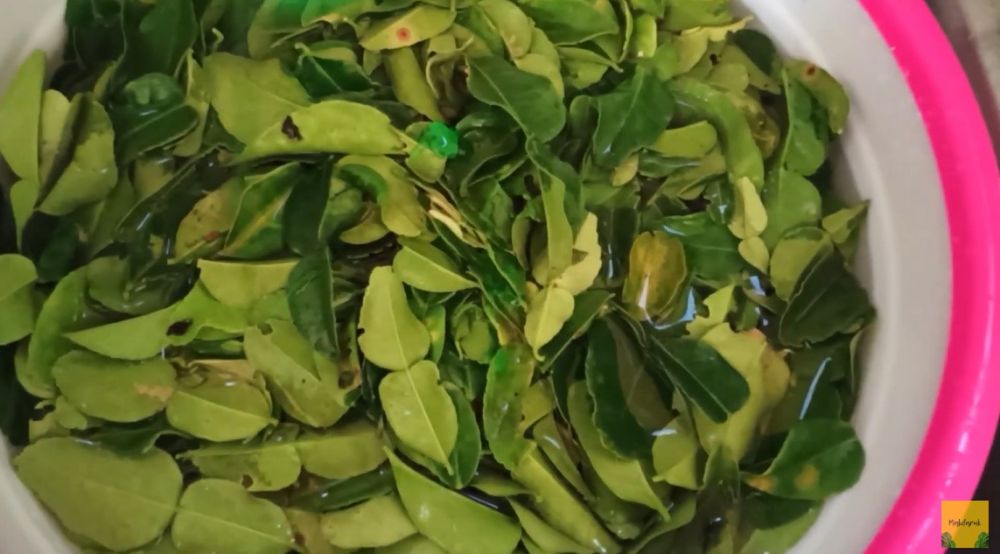 Jangan langsung dipakai, ini cara mencuci daun jeruk agar lebih higienis dan bebas pestisida