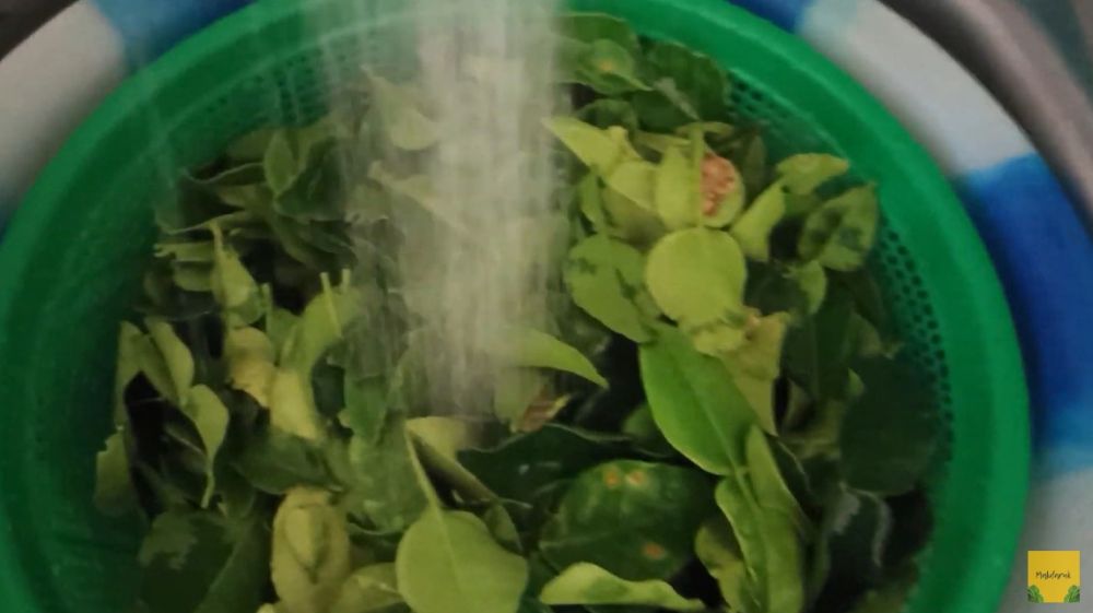 Jangan langsung dipakai, ini cara mencuci daun jeruk agar lebih higienis dan bebas pestisida