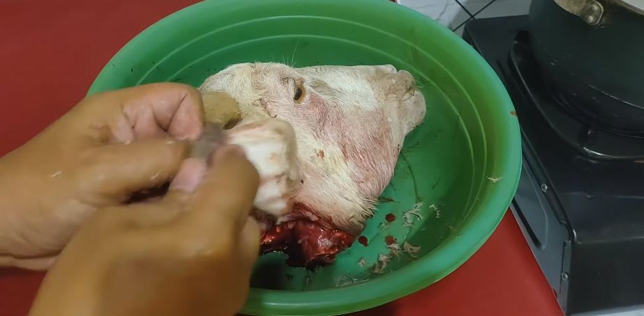 Tanpa perlu dibakar, ini cara praktis membersihkan kepala kambing sebelum diolah jadi masakan