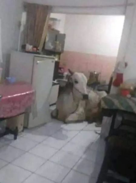 Potret lucu hewan peliharaan Berbagai sumber