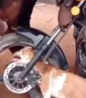 Potret lucu hewan peliharaan Berbagai sumber