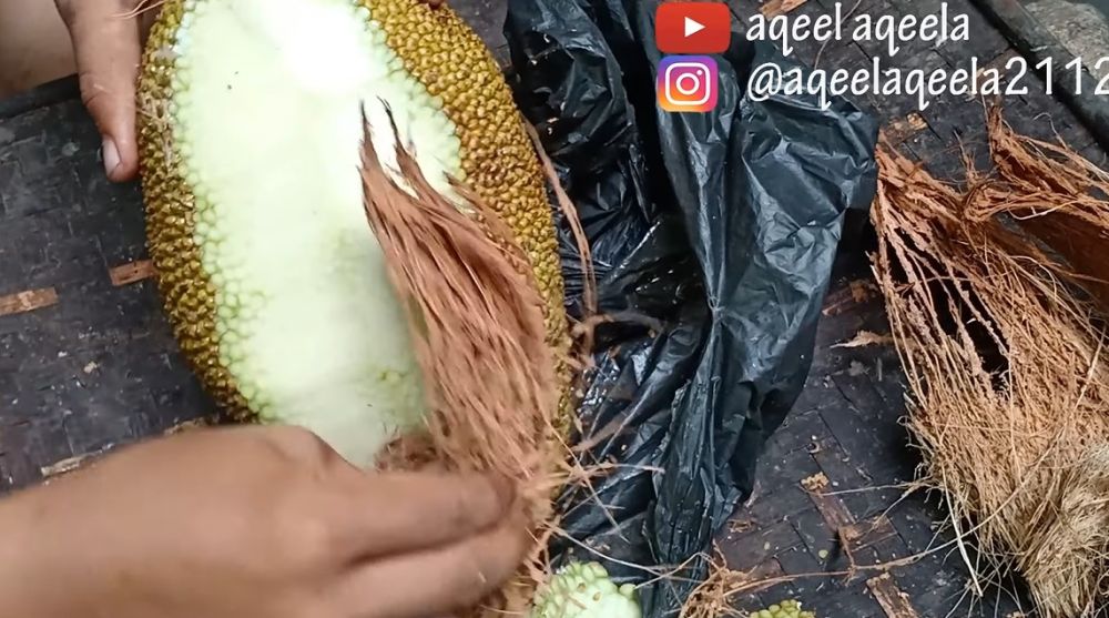 Jangan cuma dioles minyak, ini trik mengupas nangka muda agar getahnya tak lengket di tangan dan pisau