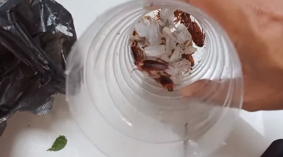 Cara sederhana bikin perangkap kecoak cuma pakai 2 bahan dapur, mudah ditiru