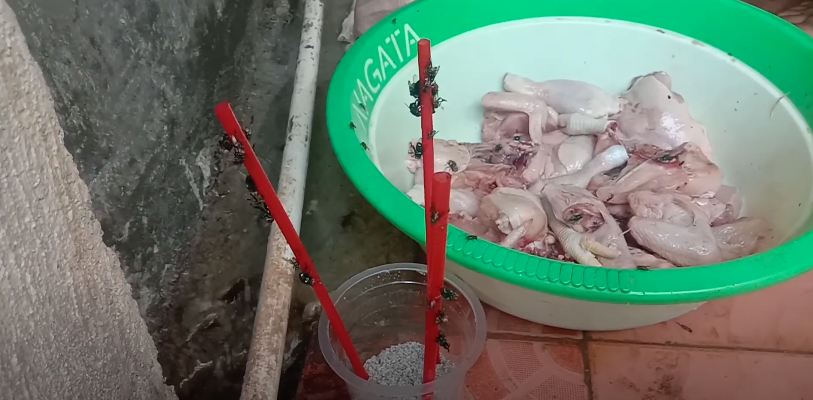 Bukan pakai terasi, ini cara praktis bikin perangkap lalat cuma pakai 3 bahan sederhana