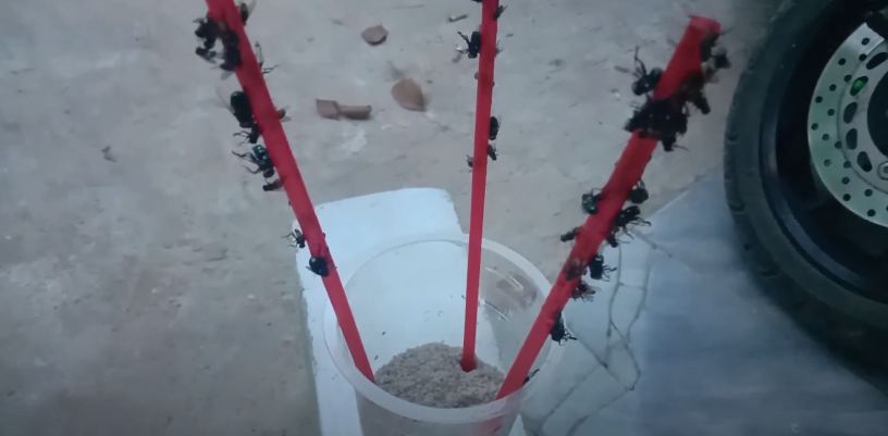 Bukan pakai terasi, ini cara praktis bikin perangkap lalat cuma pakai 3 bahan sederhana