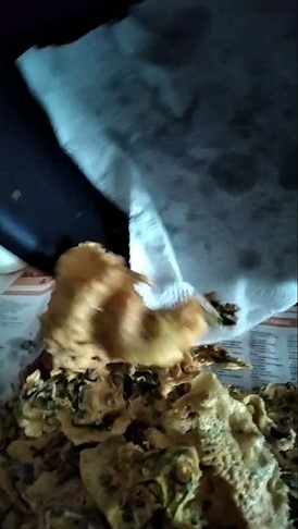 Tanpa butuh microwave, ini trik sederhana mengembalikan peyek melempem jadi kriuk kembali