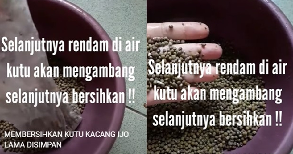 Bukan disimpan bareng rempah, ini cara simpel mengusir kutu pada kacang hijau