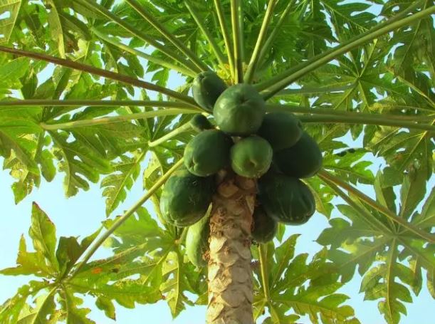 Arti mimpi tentang buah pepaya isinya beragam makna © 2023 brilio.net Arti mimpi tentang buah pepaya isinya beragam makna © 2023 brilio.net