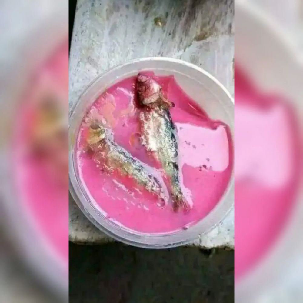 Kombinasi makanan nggak layak disantap Berbagai sumber Kombinasi makanan nggak layak disantap Berbagai sumber