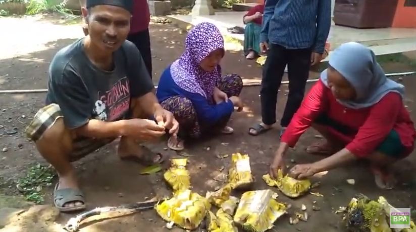Nggak cukup minyak goreng, ini cara mudah hilangkan getah nangka di tangan pakai 1 jenis daun