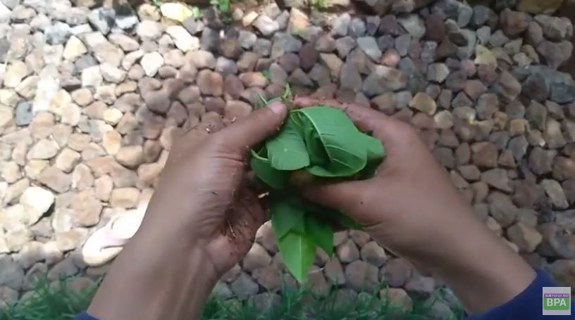 Nggak cukup minyak goreng, ini cara mudah hilangkan getah nangka di tangan pakai 1 jenis daun