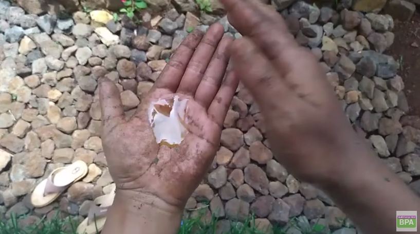 Nggak cukup minyak goreng, ini cara mudah hilangkan getah nangka di tangan pakai 1 jenis daun