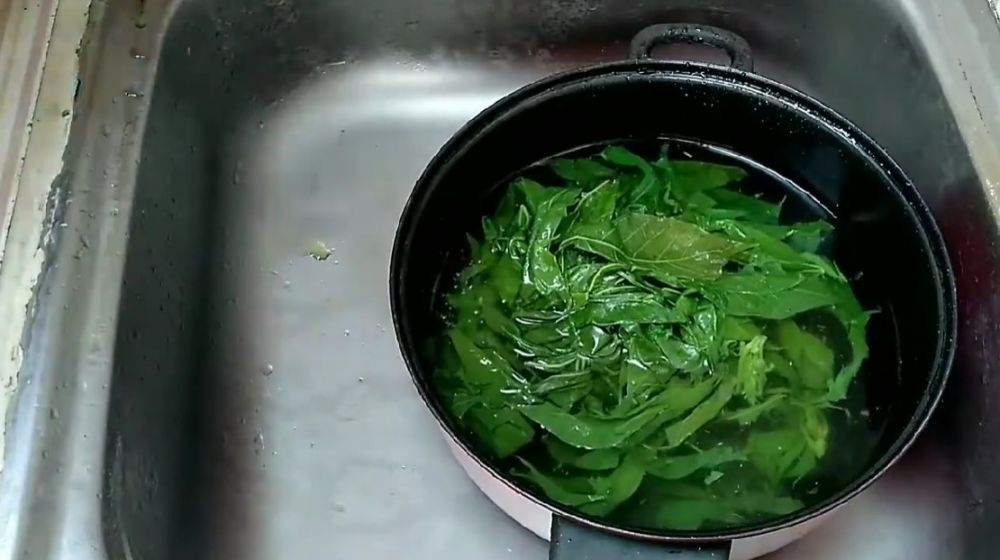 Tanpa garam, begini cara merebus daun singkong agar cepat empuk dalam 5 menit dan warnanya tetap hijau
