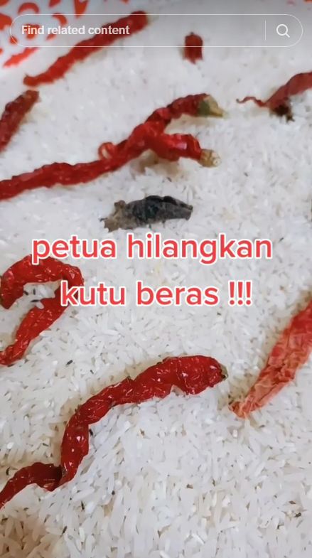 Pakai 1 bumbu masak, ini trik cepat mengusir kutu beras agar layak dipakai lagi