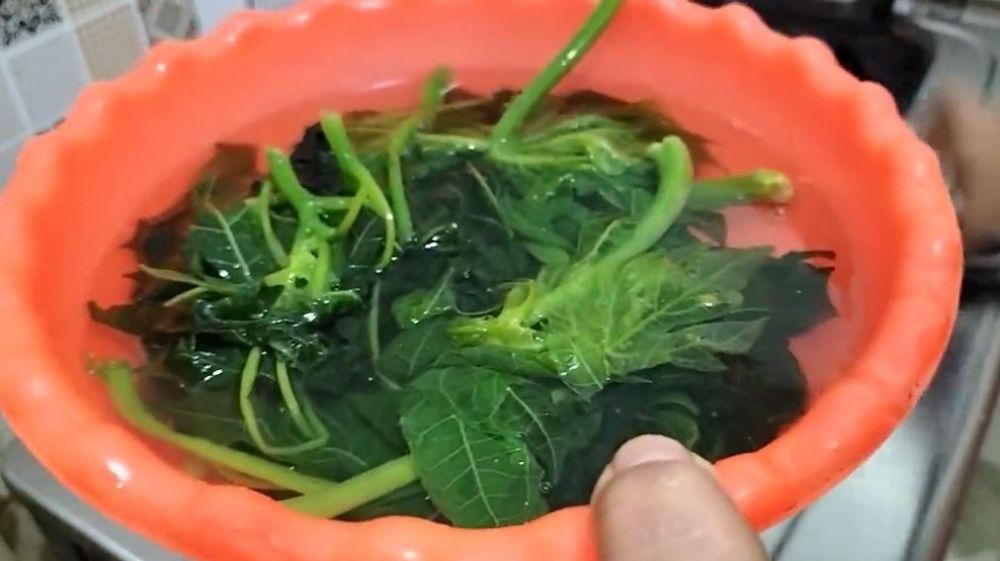 Cukup 5 menit, begini cara merebus daun pepaya agar cepat empuk dan tak pahit pakai 1 bumbu dapur