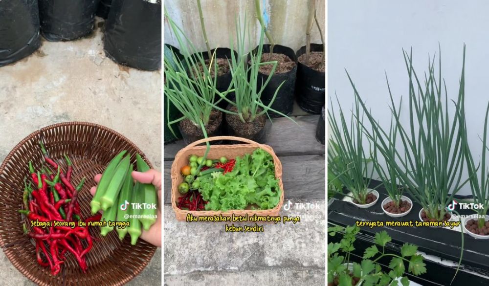 berkebun dilahan sempit rumah © TikTok
