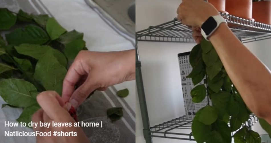 Tanpa oven atau dijemur, ini trik mengeringkan daun salam supaya tetap hijau dan awet wangi