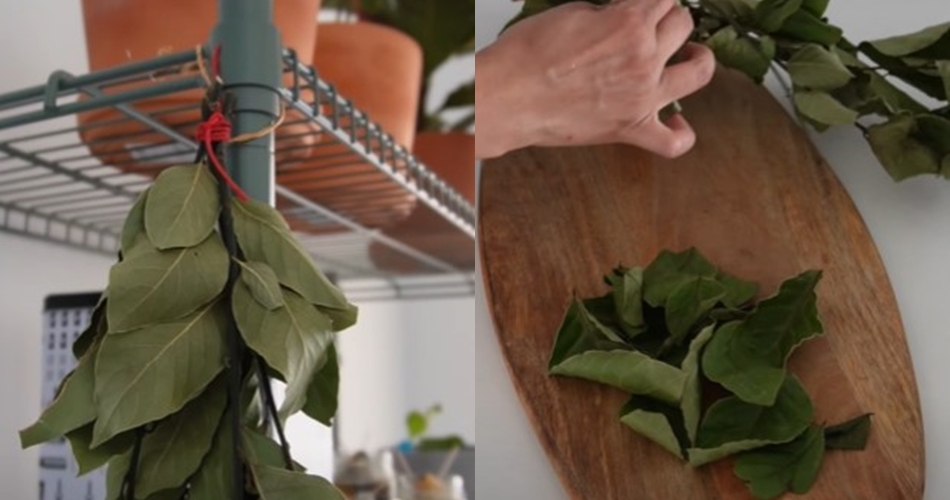 Tanpa oven atau dijemur, ini trik mengeringkan daun salam supaya tetap hijau dan awet wangi