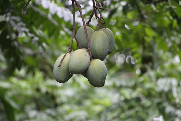 20 Arti mimpi memetik buah mangga menurut Islam dan primbon Jawa, tanda adanya keberkahan