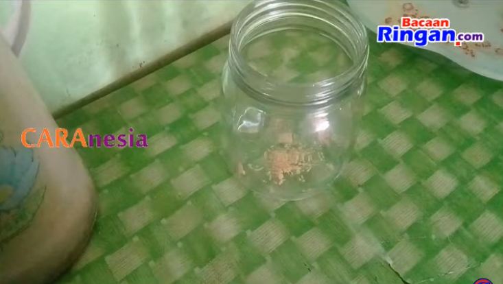 Bukan pakai kopi, ini cara bikin perangkap cicak cuma modal 1 bahan