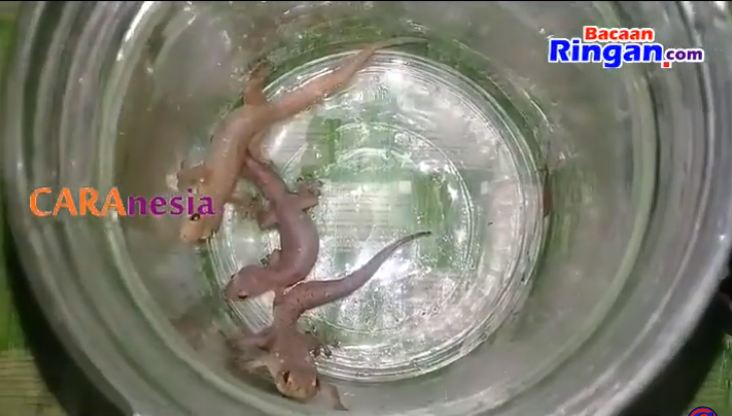 Bukan pakai kopi, ini cara bikin perangkap cicak cuma modal 1 bahan