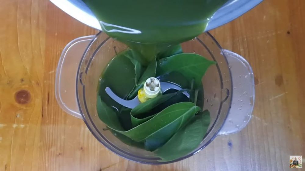 Cukup tambah 2 bahan dapur, ini trik membuat cincau agar tak bau daun dan berbusa walau tanpa diremas