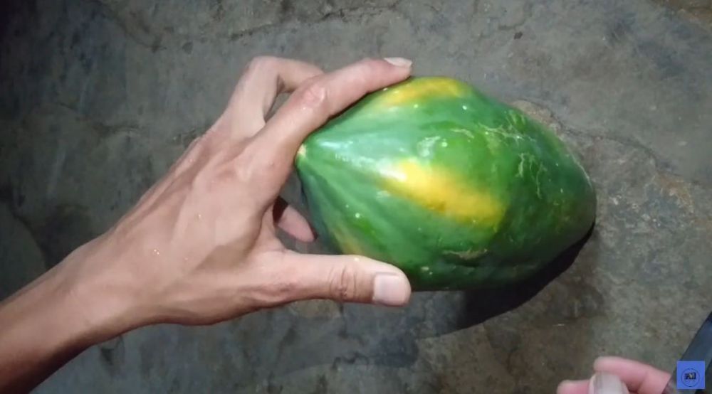 Tanpa dibungkus koran, begini cara mudah mematangkan buah pepaya secara alami dalam 3 hari