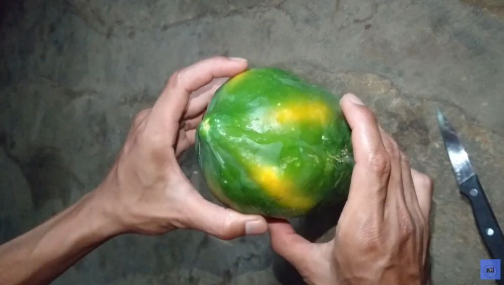 Tanpa dibungkus koran, begini cara mudah mematangkan buah pepaya secara alami dalam 3 hari