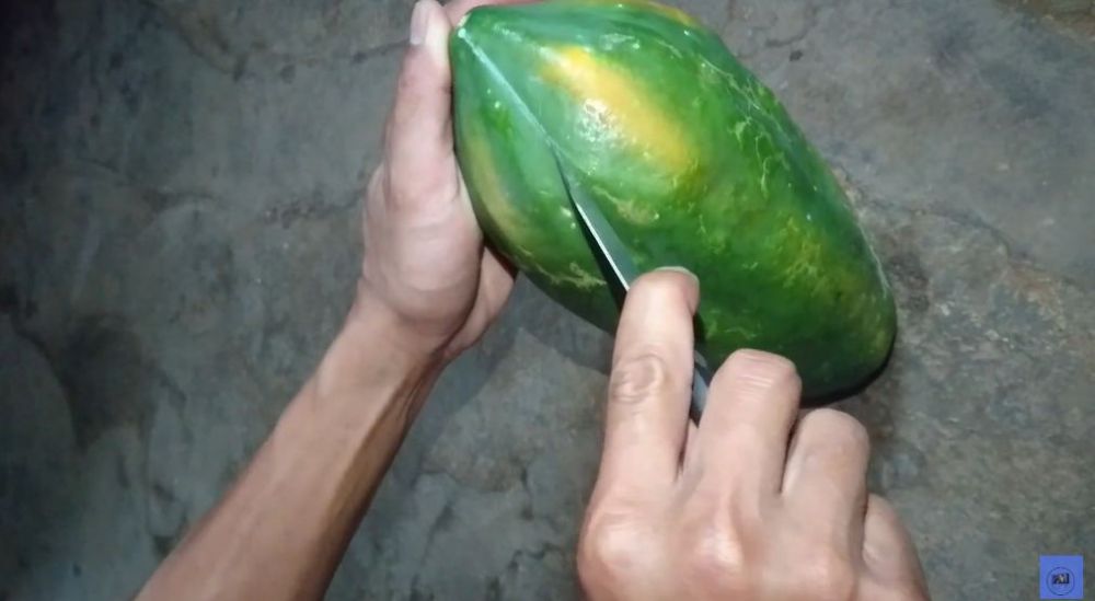 Tanpa dibungkus koran, begini cara mudah mematangkan buah pepaya secara alami dalam 3 hari