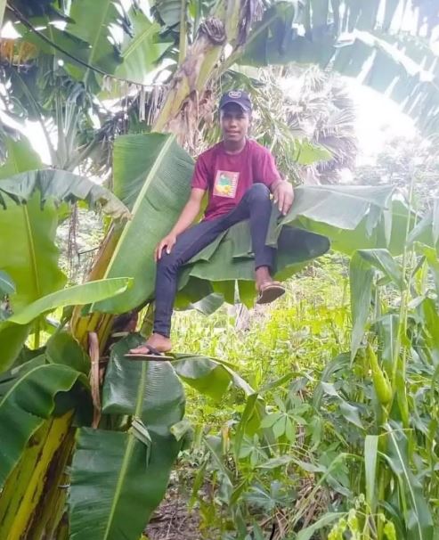 Potret kocak penampakan pohon pisang Berbagai sumber