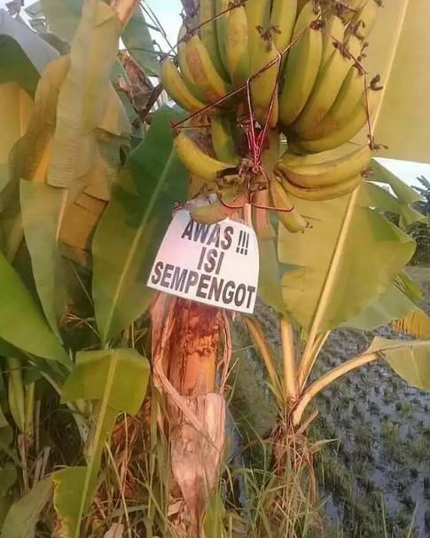 Potret kocak penampakan pohon pisang Berbagai sumber