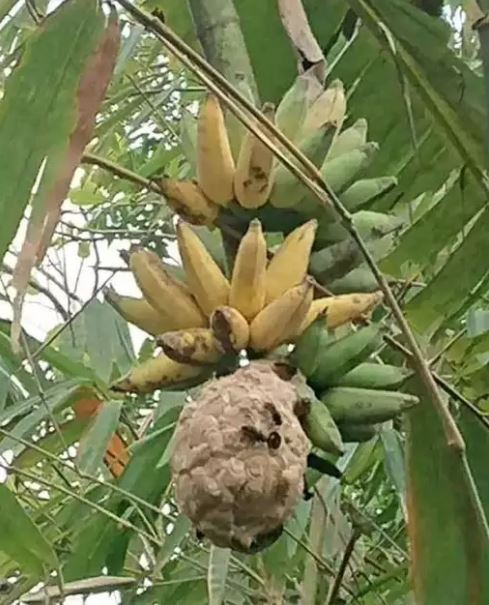 Potret kocak penampakan pohon pisang Berbagai sumber