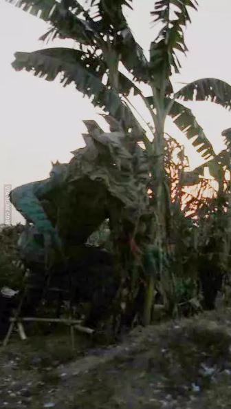 Potret kocak penampakan pohon pisang Berbagai sumber