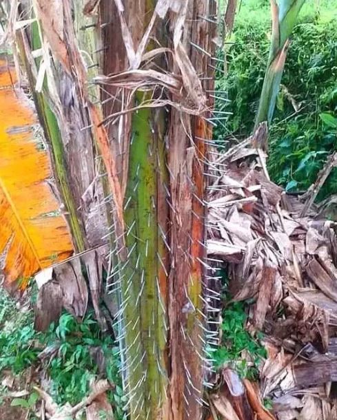 Potret kocak penampakan pohon pisang Berbagai sumber