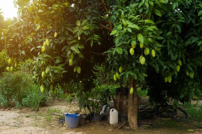 Arti mimpi memetik buah mangga menurut psikologi © 2023 brilio.net Arti mimpi memetik buah mangga menurut psikologi © 2023 brilio.net