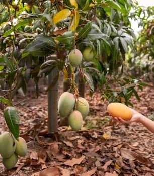 Arti mimpi memetik buah mangga menurut psikologi © 2023 brilio.net Arti mimpi memetik buah mangga menurut psikologi © 2023 brilio.net