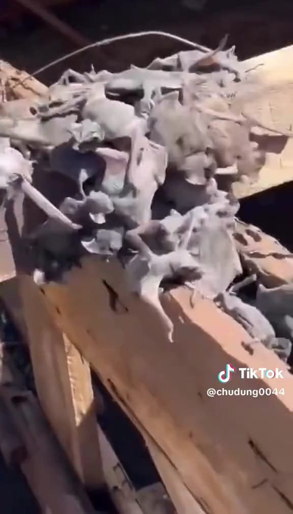 Kuli bongkar genting penuh kelelawar © TikTok Kuli bongkar genting penuh kelelawar © TikTok