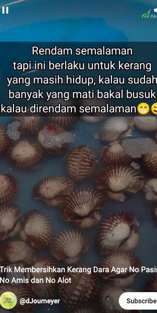 Trik membersihkan kerang dara agar bebas dari pasir dan antiamis cuma pakai 1 bahan dapur