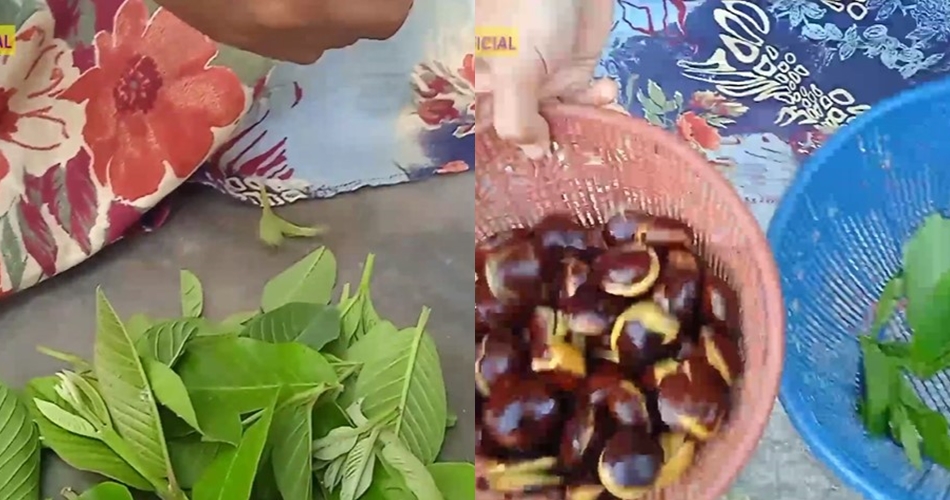 Tanpa kopi atau baking soda, ini cara merebus jengkol biar tak bikin bau mulut pakai 1 jenis daun