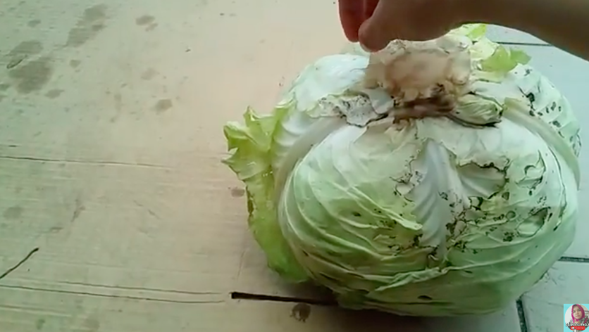 Tanpa dimasukkan ke kulkas, ini trik simpan kubis agar tetap segar dan antibusuk berhari-hari