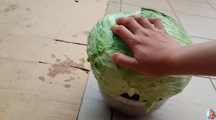 Tanpa dimasukkan ke kulkas, ini trik simpan kubis agar tetap segar dan antibusuk berhari-hari