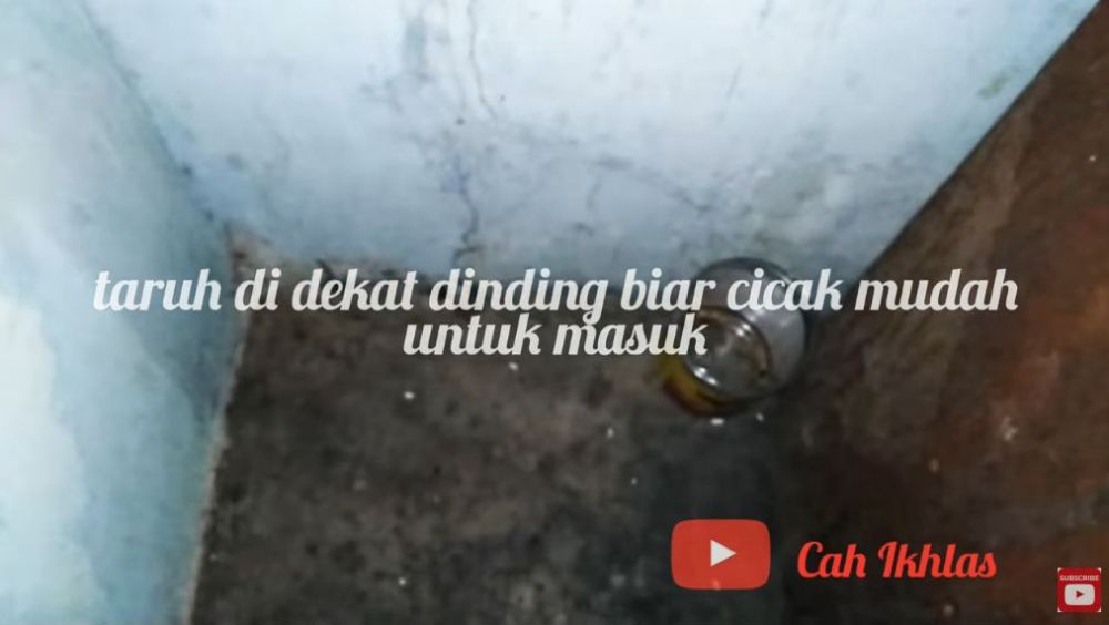 Simpel tanpa air atau minyak, ini trik basmi cicak cuma pakai 1 jenis ampas dapur
