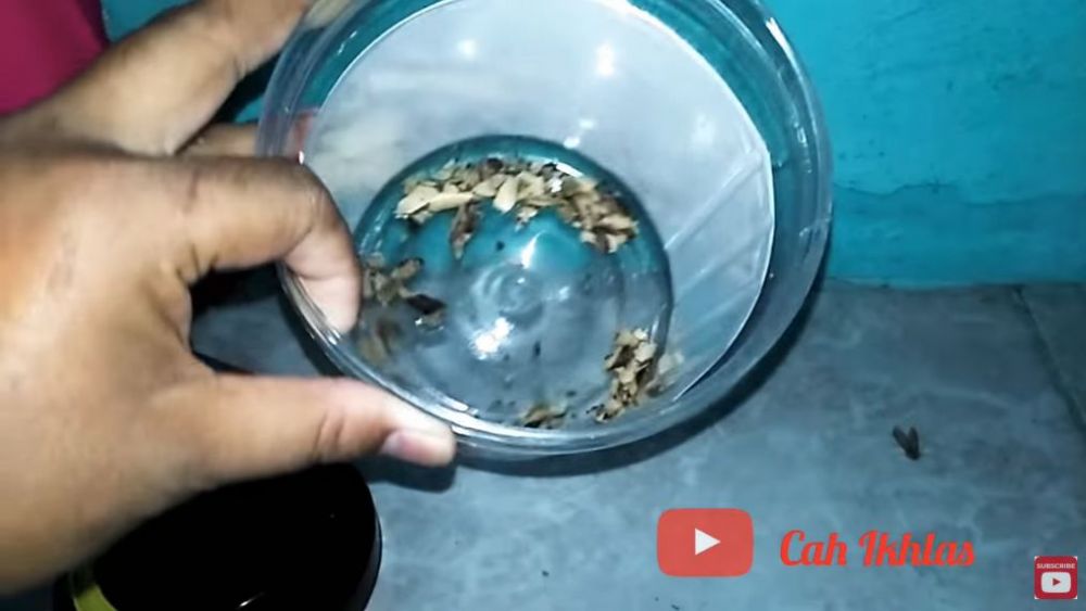 Simpel tanpa air atau minyak, ini trik basmi cicak cuma pakai 1 jenis ampas dapur