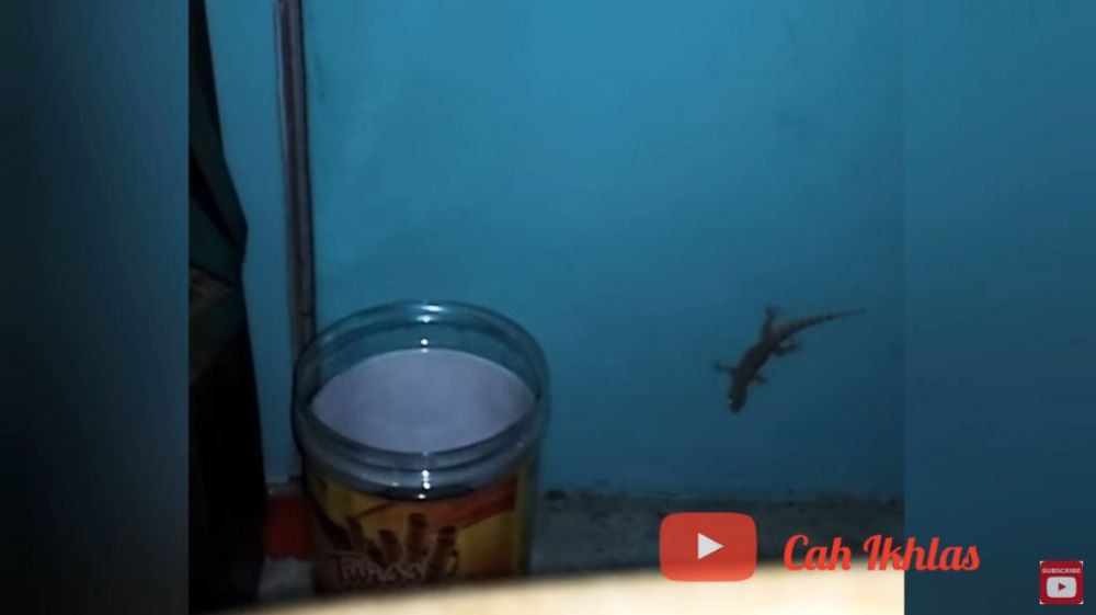 Simpel tanpa air atau minyak, ini trik basmi cicak cuma pakai 1 jenis ampas dapur