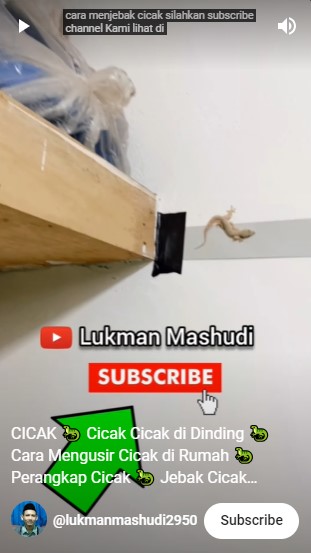 Bukan diberi umpan nasi atau gula, ini cara bikin perangkap cicak di dapur cuma modal Rp5.000-an