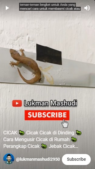 Bukan diberi umpan nasi atau gula, ini cara bikin perangkap cicak di dapur cuma modal Rp5.000-an
