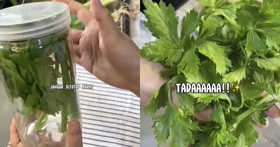 Trik simpan daun seledri agar tetap hijau segar dan tak berubah rasa hingga 7 hari