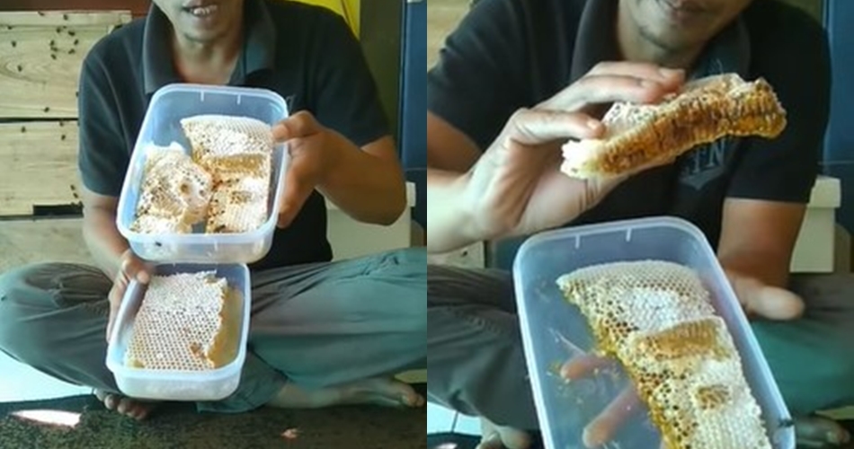 Tanpa ditambah air, begini cara membedakan sarang madu asli dan palsu