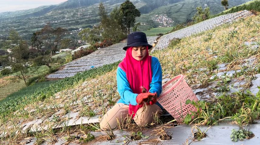 hasil panen ladang Novi Listiana © 2023 brilio.net hasil panen ladang Novi Listiana © 2023 brilio.net